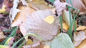 Мухомор складывается