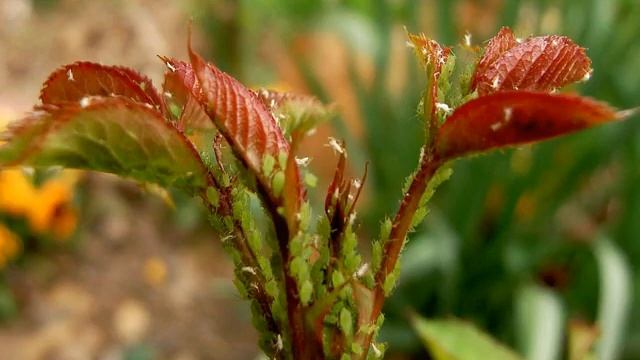 Роза Найт Оул (Night Owl) — описание плетистого клайминга смотреть онлайн