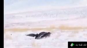 Охота с ловчими птицами