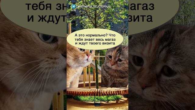 Стала знаменитой #мыкотики  #разговор #анекдот #шутки #коты #юмор #смешное #прикольно #мемы #cat