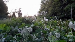 Большая проблема в деревне. Борьба с борщевиком