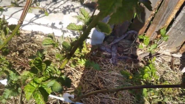 Ежевика,и опять мороз! смотреть онлайн