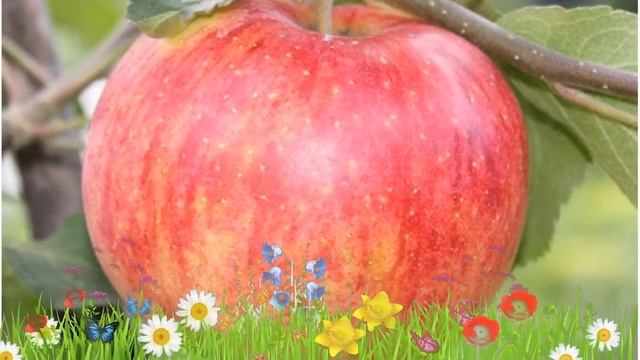 Яблоня обыкновенный Осеннее полосатое ? Обзор: посадка и уход. крупномеры: описание и особенности смотреть онлайн