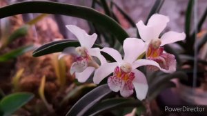 Ринхостилис MS Sunlight. Цветение от А до Я)