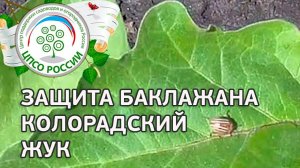Борьба с колорадским жуком на баклажанах. Выращивание баклажанов.