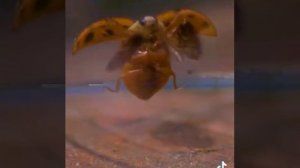 Божья коровка взлетает.