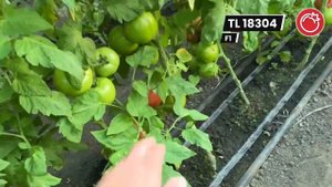 Новый розовый томат от компании ESASEM. TL 18304 F1. В продаже уже с сентября 2021 года.