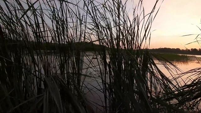 Охота на утку 2021. Стаи прут как на перелёте / MAX HUNTER смотреть онлайн