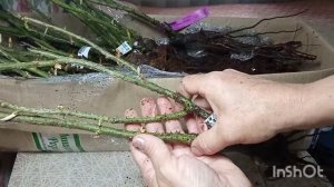 Саженцы роз из питомника"Мишкины розы"- первая посылка этой весны?