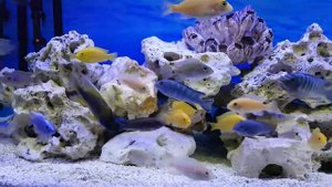 Аквариум с малавийскими цихлидами Juwel Rio 300