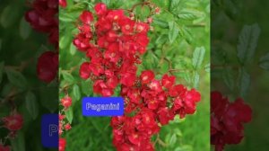 Мускусные розы.