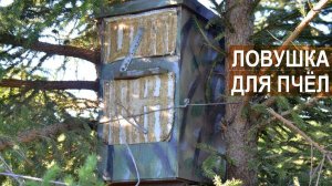 Ловушки для пчел и ульи в лесу. Пасека Цветкова А.А.