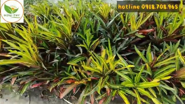 cây cotong Gia Huy- trồng công trình rất bền, đẹp💥💥📢☎️0918708965 смотреть онлайн