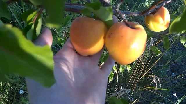 Клон абрикоса Академик начинает созревать.