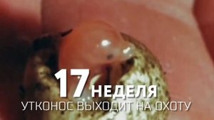 Посмотрите, Как Эти Животные Откладывают Яйца