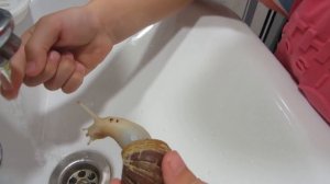 Моё домашнее животное. Что ест улитка ахатина? Кто шумит за кадром?