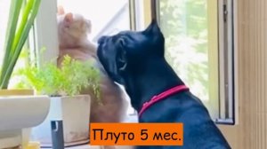 Щенок кане корсо растет с котом!