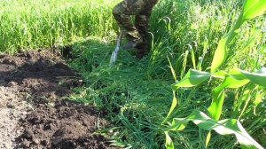 Сидераты летом׃ Простейший способ заделки сидератов в почву