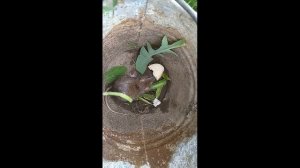 ДИКИЕ КРЫСЫ В ОГОРОДЕ Поймали крысу  ДИКИЙ ПАСЮК  Крыса пасюк  Как поймать крота крысу КРЫСЫ ВИДЕО