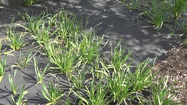 КИТАЙСКИЙ ЗЕЛЕНЫЙ ЛУК И ДРУГИЕ МНОГОЛЕТНИЕ ЛУКИ смотреть онлайн