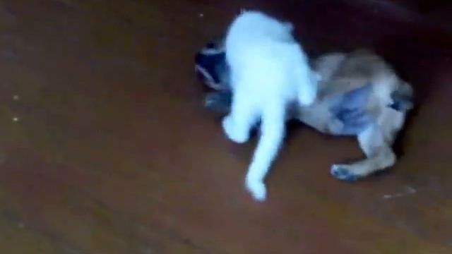 красивые животные смотреть онлайн