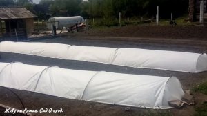 Арбузы на плёнке. 3 дня после высадки.  Ответы на вопросы.