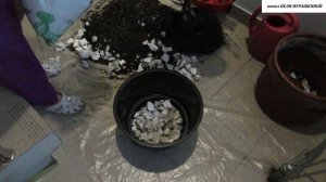 ПЕРЕСАДКА большого ФИКУСА  ЛИРАТА.