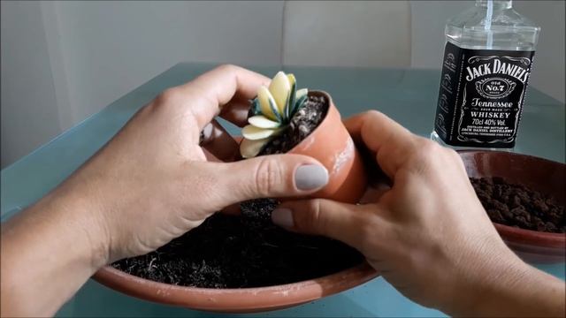 Gasteria gracilis variegata смотреть онлайн