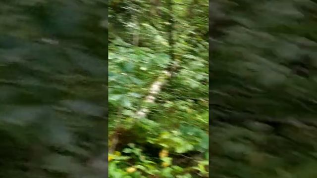 ИДËМ ЗА ГРИБАМИ смотреть онлайн