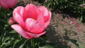 пион Lovely Rose