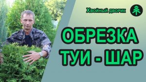 Как сформировать шар на ножке из туи западной Колумна и Брабант