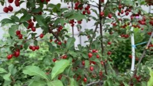 Гуми или Лох многоцветковый - витамины без хлопот и забот))