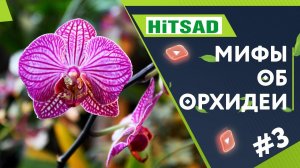 Ошибки При Выращивание Орхидеи Мифы и Заблуждения Об Орхидеях Часть 3