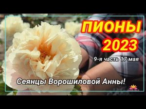 Сеянцы пионов Ворошиловой. Цветение 2023 года! Часть 9 / Сад Ворошиловой