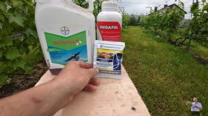 Обязательная профилактическая обработка Винограда.