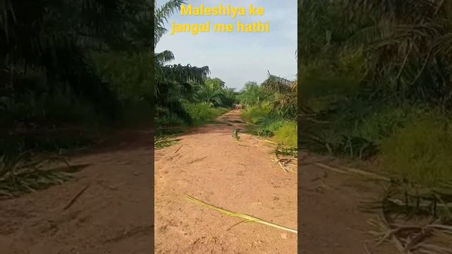 #malaysia #oil #palm #plantation #work #video #updates #india_to_maleshiya hathi