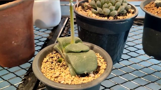 Aloe Haworthia - Cactus & Succulent| La's Cafe (26/3/2022) смотреть онлайн