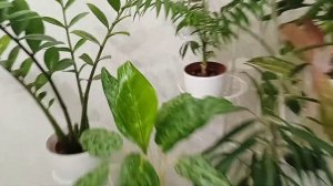 комнатные цветы.цветы в интерьере.идея из Пинтерест.
