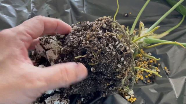 Anthurium Warocqueanum (Queen) Roots Check and Repot смотреть онлайн