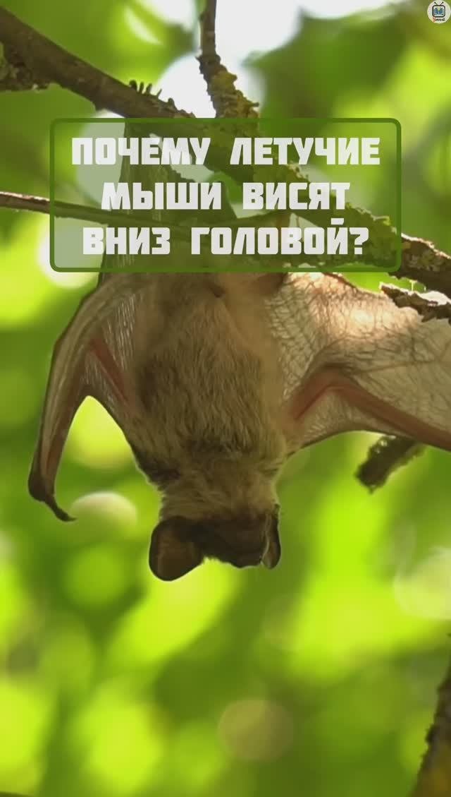 Песня про летучую мышь. Песня про летучую мышь