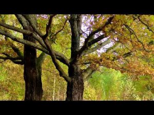 Лес Осенью музыка Paul Mauriat