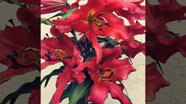 Лилейное дерево Сатисфэкшн смотреть онлайн