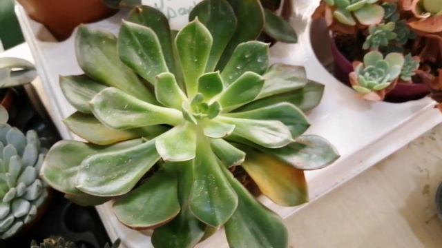 BİRBİRİNDEN GÜZEL SADECE SUKULENT ECHEVERİA AĞIRLIKLI KOLEKSİYONLUK TÜRLER BU HAFTA SATIŞTA. смотреть онлайн