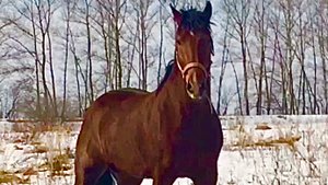 Семья лошадей с маленьким жеребёнком пришли к нам в гости. Это так красиво, так трогательно