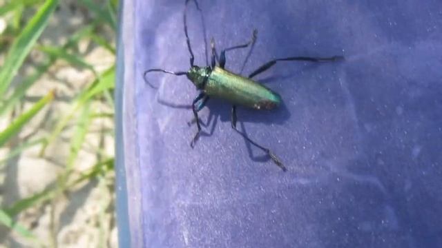 Краткий обзор жуков на природе смотреть онлайн