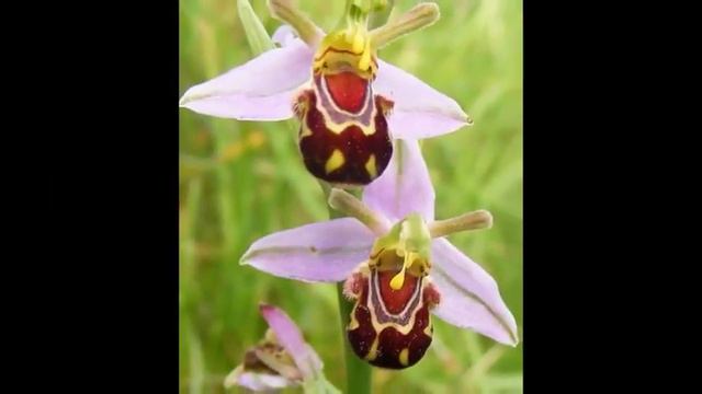 Чудо растения смотреть онлайн