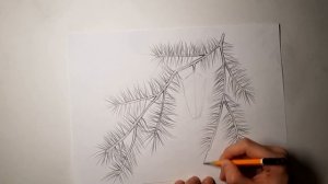 Еловая ветка простым карандашом. Как нарисовать ветку ели с шишкой