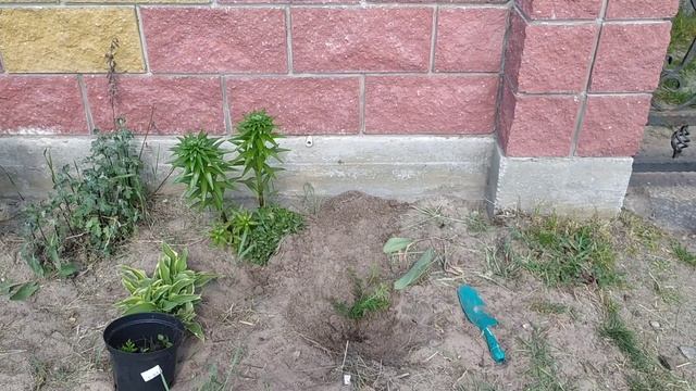 Отвечаю на вопрос: Как выглядят мои ТУИ из семян смотреть онлайн