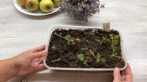 ?варенье из ГРУШИ с корицей, ?АРОМАТ СВОДИТ С УМА, наросли детки глоксинии.