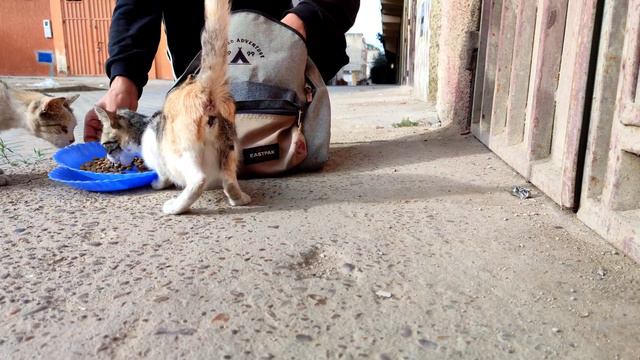 A very cute cat was eating from the litter.Please subscribe,we want to reach1000subscribers,thank y